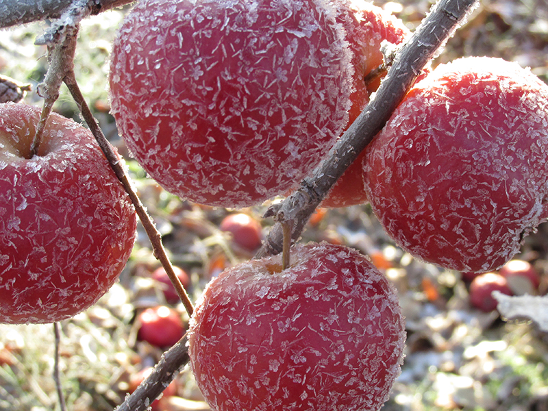 Cidre de glace Macle, Alcool de pomme