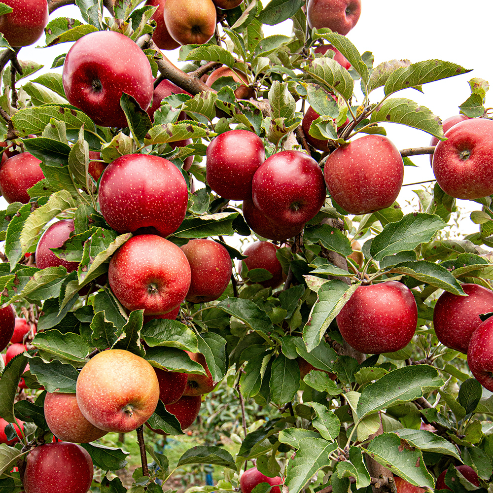 pommes cidricoles