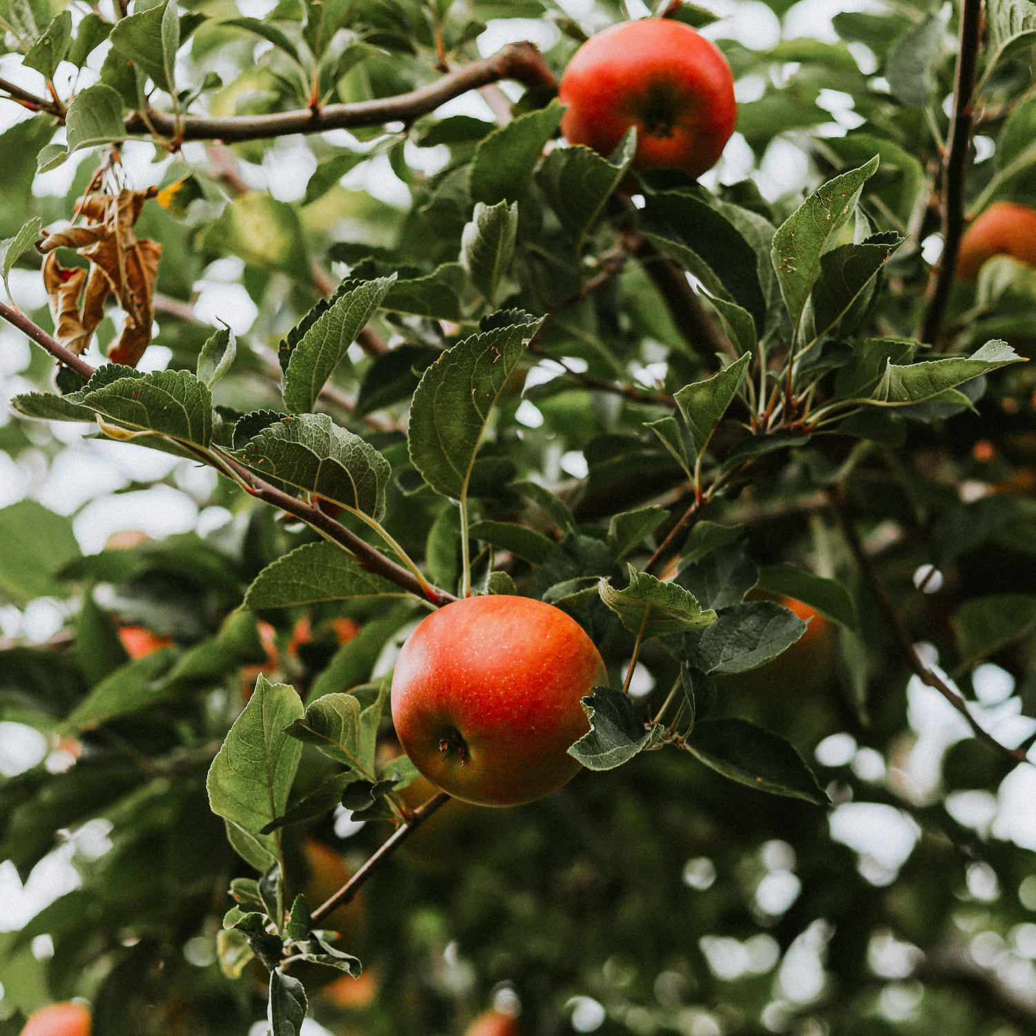 histoire du cidre