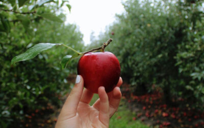 Tout savoir sur l’origine du cidre