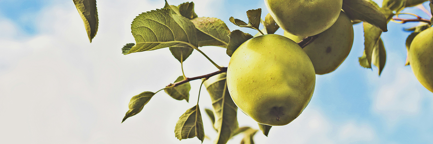 poire cidre de poire