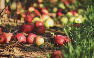 Cidre du Pays Basque : histoire d’une terre pionnière